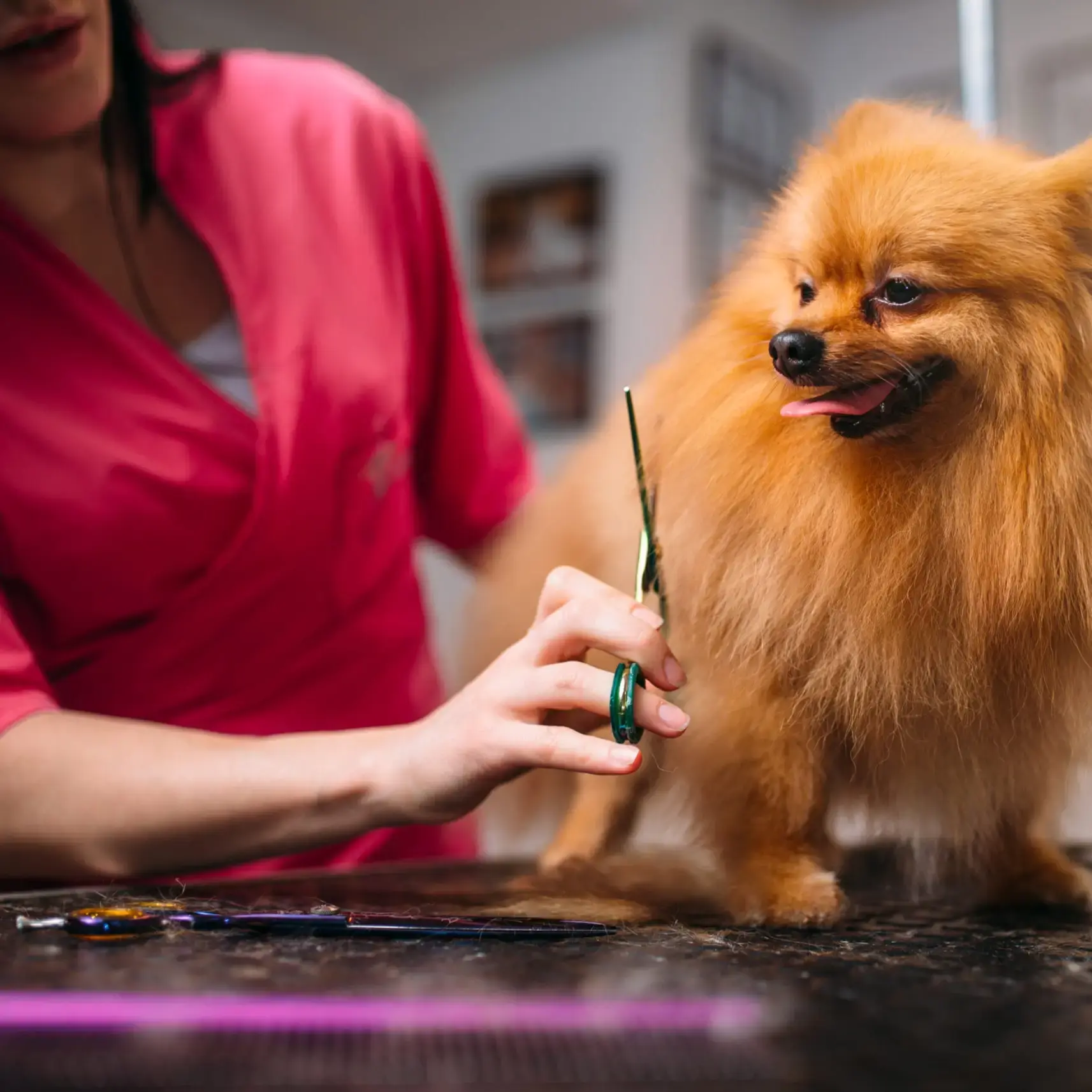pet grooming industry