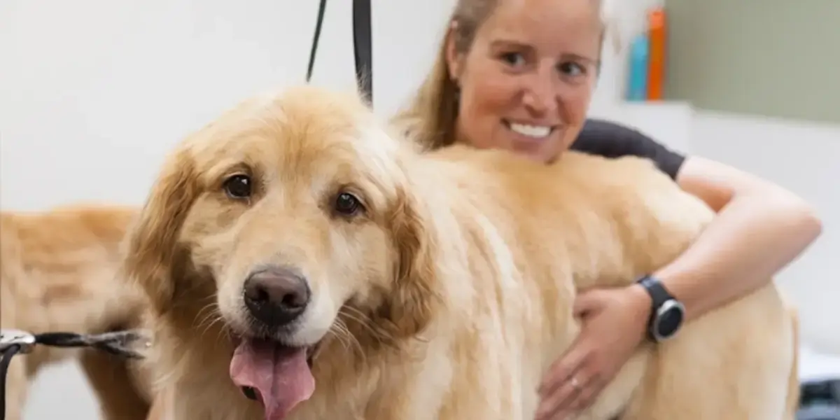 Pet Grooming industry