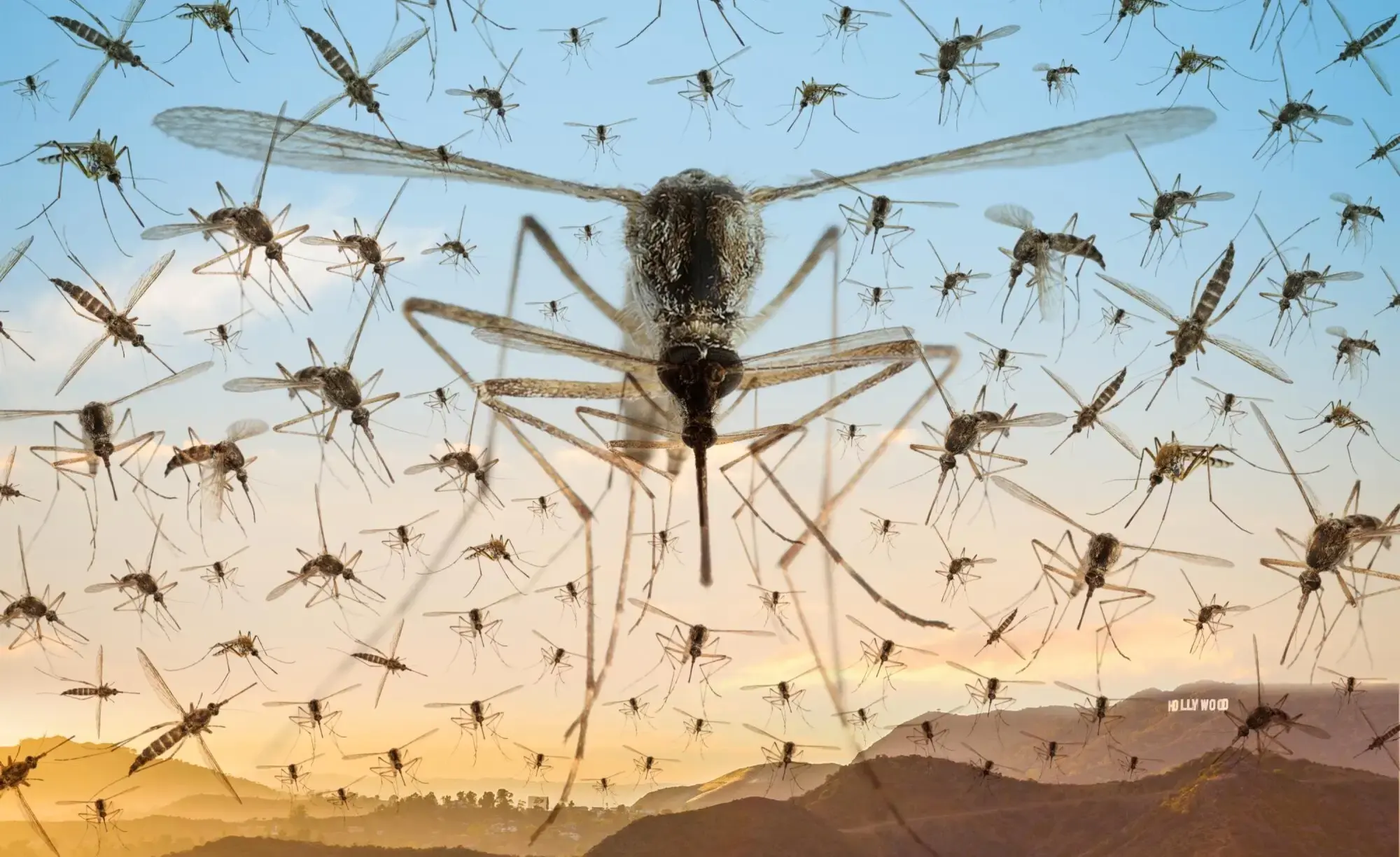 pest-control services overview