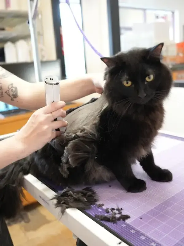 pet-grooming industry challenges