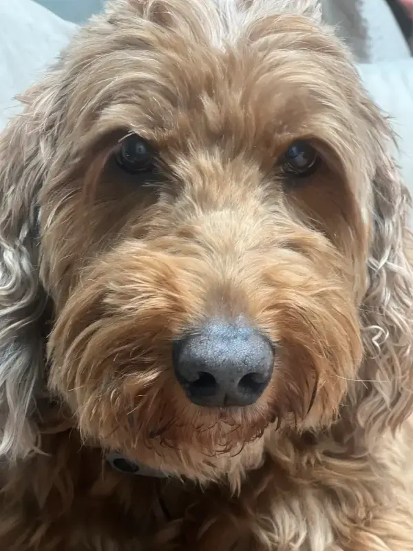 Sloane AI demonstration for pet grooming salons