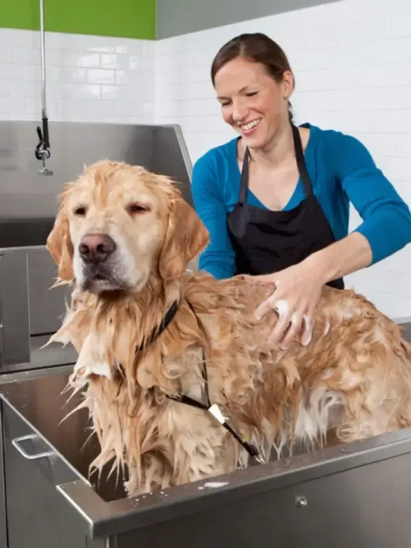 pet-grooming industry solutions