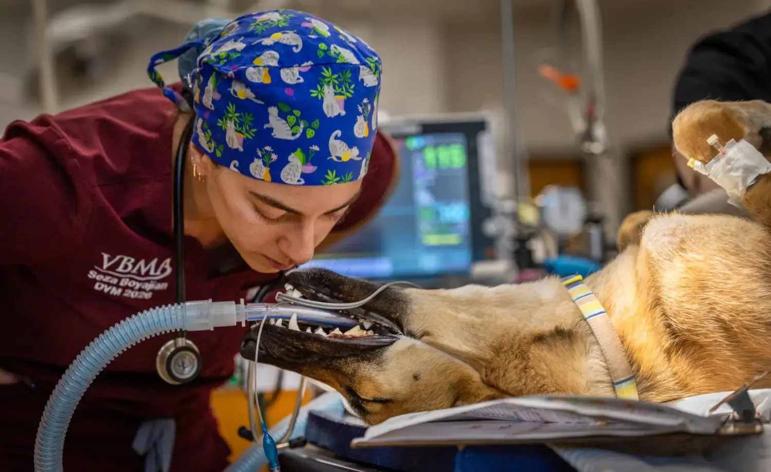 veterinary services overview