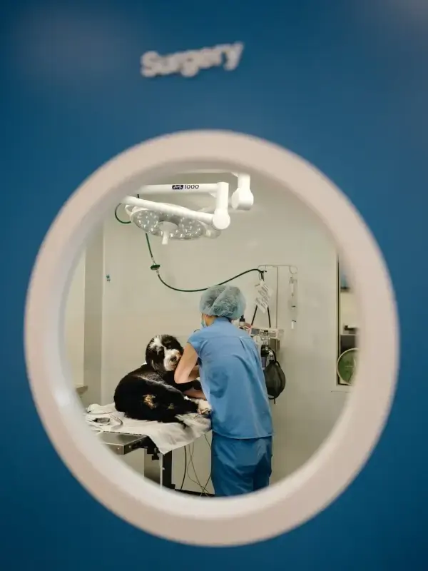 veterinary industry challenges