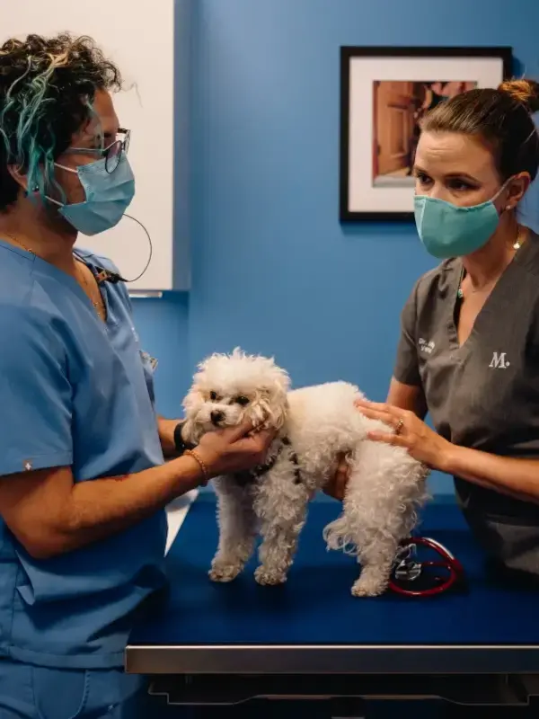 veterinary industry solutions