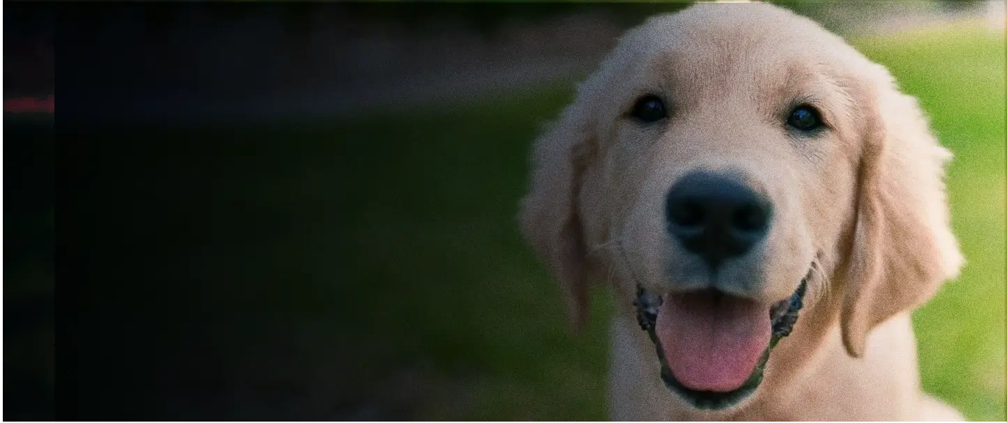 Sloane AI Receptionist for veterinarians