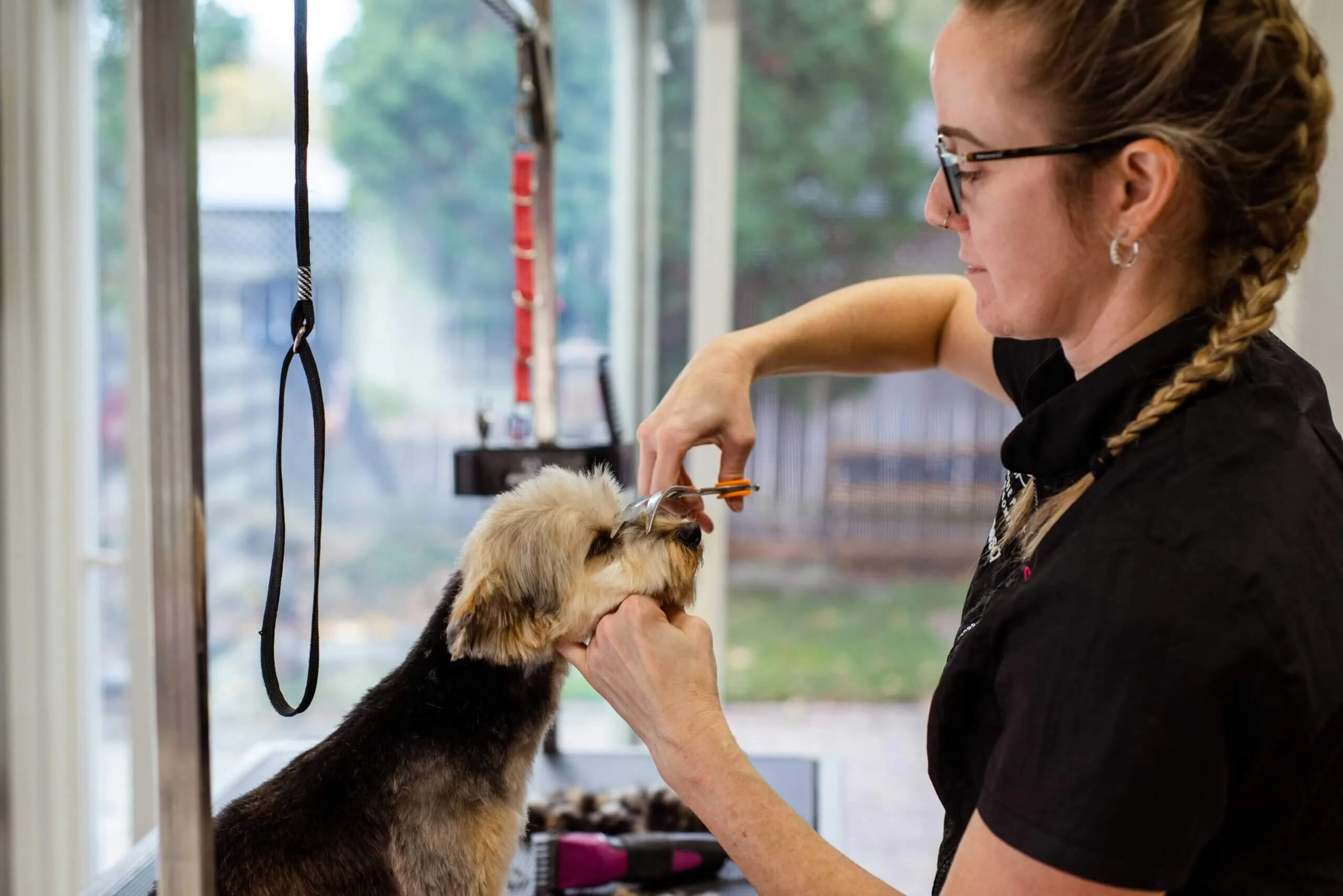 Professional dog groomer working with a small dog
